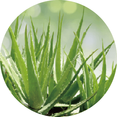 オーガニックビューティー３年完熟のキダチアロエ