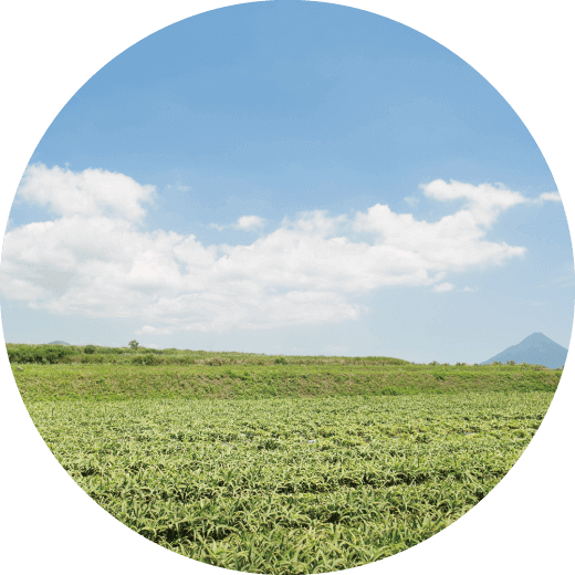 オーガニックビューティー　自社農園